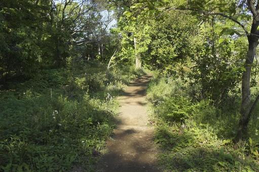 山道02 山道02の写真