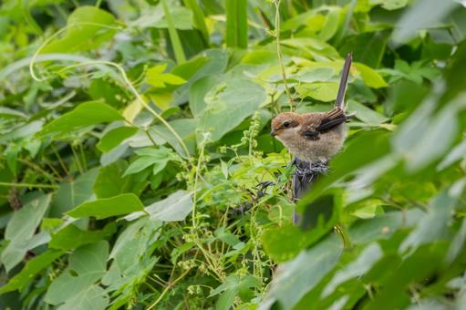 モズの若鳥(29) 鳥,野鳥,モズの写真素材