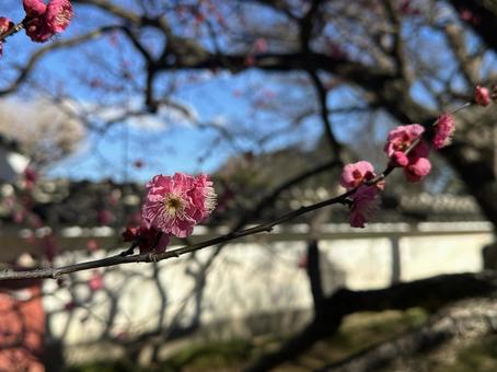 Plum Blossom, JPG Plum Blossom, JPG