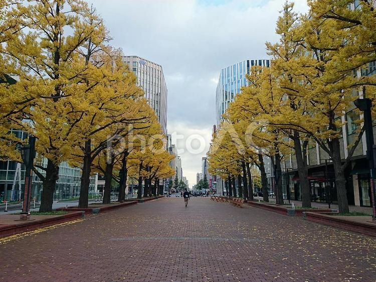 黄葉のイチョウ並木 黄葉,イチョウ並木,秋の写真素材