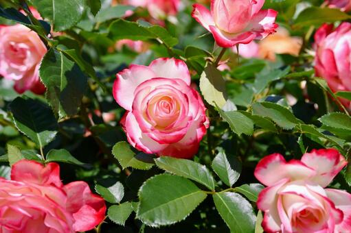 薔薇　ジュビレデュプランスドゥモナコ 薔薇,ジュビレデュプランスドゥモナコ,ピンクの写真素材