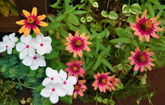 壁の花 壁の花 自然,壁,緑の写真素材