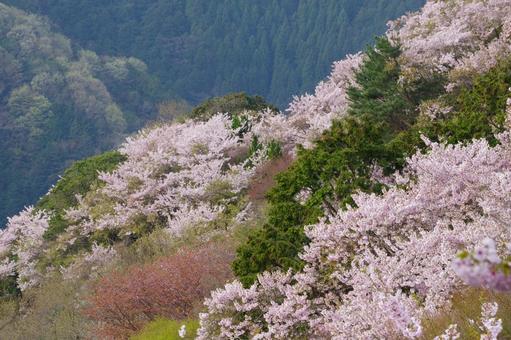 Photo, spring, cherry blossoms, full bloom, 
