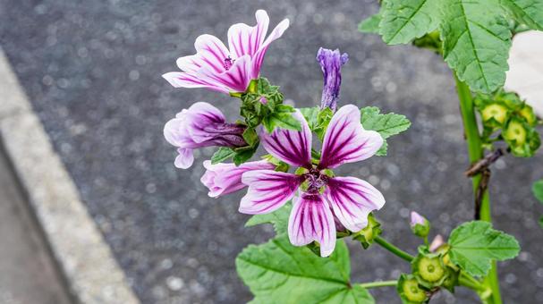Photo, xeniaoi, common marrow, flower, 