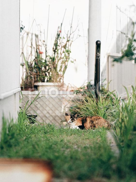 路地裏でくつろぐ野良三毛猫 猫,野良猫,ねこの写真素材