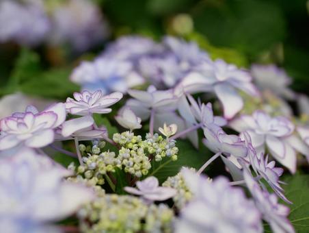 紫陽花 紫陽花の写真