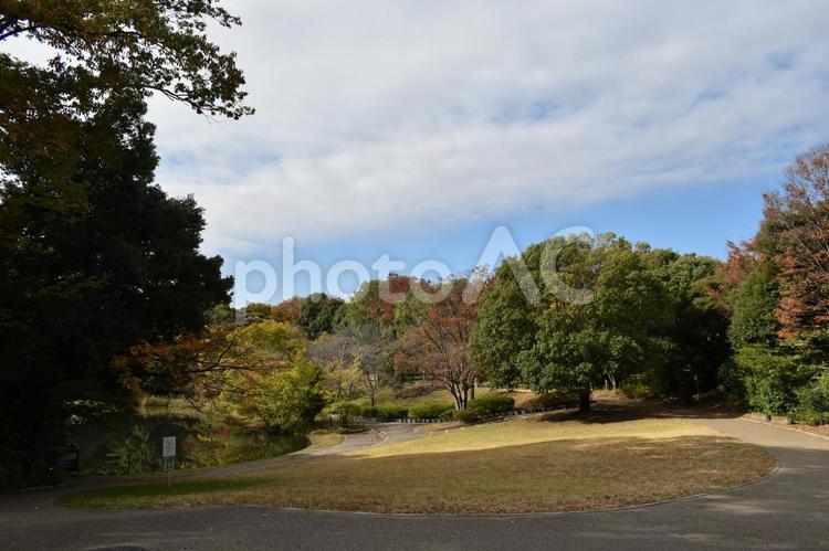 初冬の朝の横浜市北部の遊歩道の紅葉 樹木,木々,木の葉の写真素材