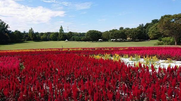 森林公園のケイトウ 森林公園のケイトウ ケイトウ,森林公園,埼玉県の写真素材