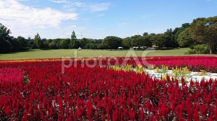 森林公園のケイトウ ケイトウ,森林公園,埼玉県の写真素材