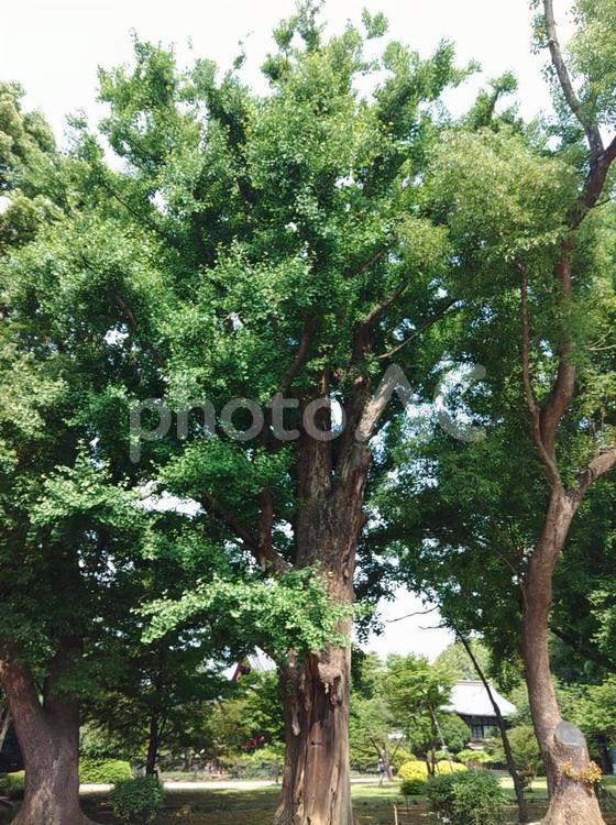 公園の大木 公園,木,空の写真素材