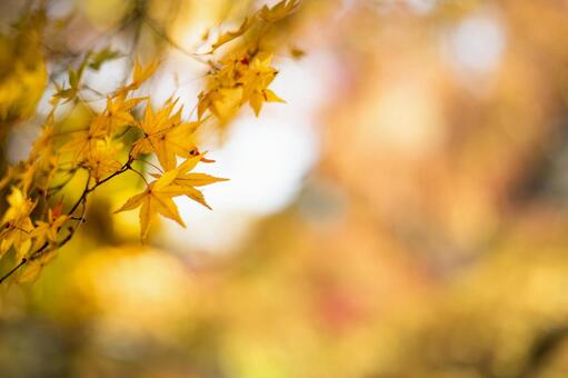 Autumn leaves 07, maple, kyoto, autumn, JPG