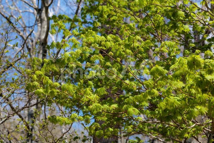 新緑と青空の木々 新緑,青空,木々の写真素材