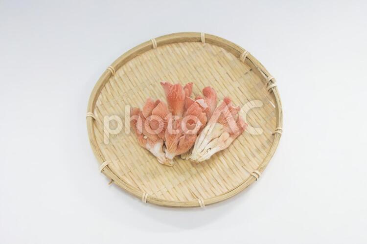   トキイロヒラタケ とき色ひら茸,平茸,キノコの写真素材