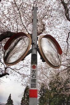 cherry blossoms, JPG cherry blossoms, JPG