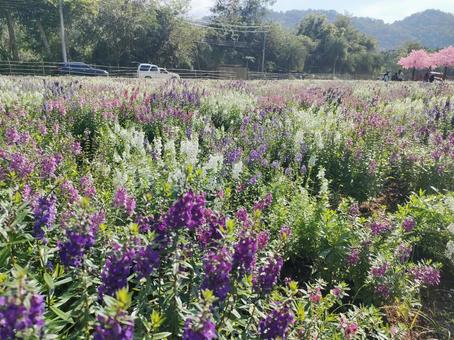 ガーデン 花,花畑,金魚草の写真素材
