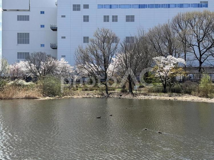 春のえびの子水苑（長野県塩尻市） えびの子水苑,風景,景色の写真素材