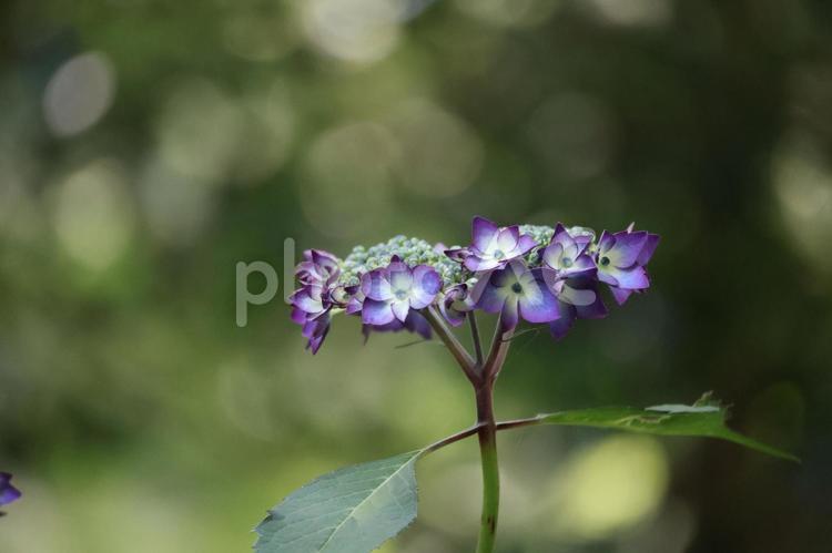 紫色のガクアジサイの花のアップ 紫色,ガクアジサイ,花の写真素材