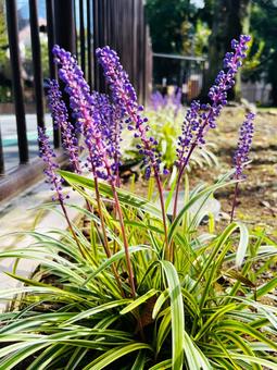 ヤブラン ヤブラン ヤブラン,花,植物の写真素材