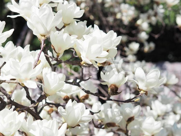 満開の白木蓮の花 ハクモクレン,春,白の写真素材
