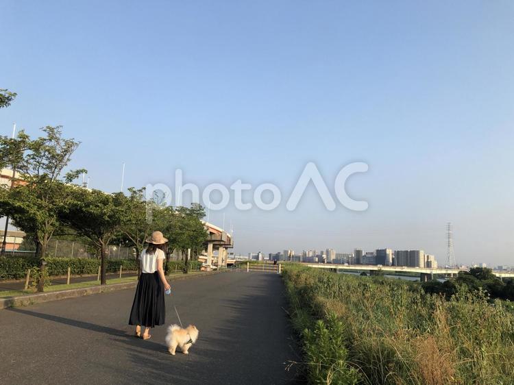 犬の散歩 犬,犬の散歩,犬と女性の写真素材
