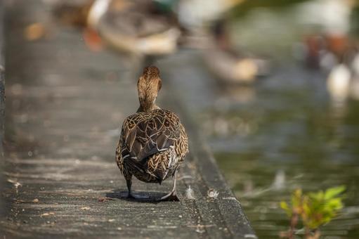 水辺のオナガガモ 水辺のオナガガモの写真
