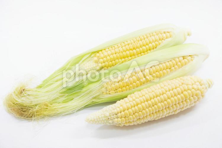 とうもろこし  未来 とうもろこし,未来,トウモロコシの写真素材