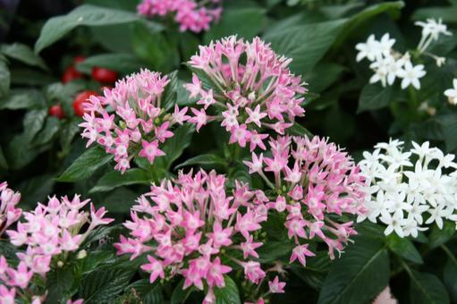 Photo, a flower, spring, summer, and fall, pink color, 
