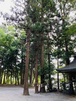 駒形神社 御神木 夫婦杉 駒形神社 御神木 夫婦杉 駒形神社,岩手県奥州市,陸中国一宮の写真素材