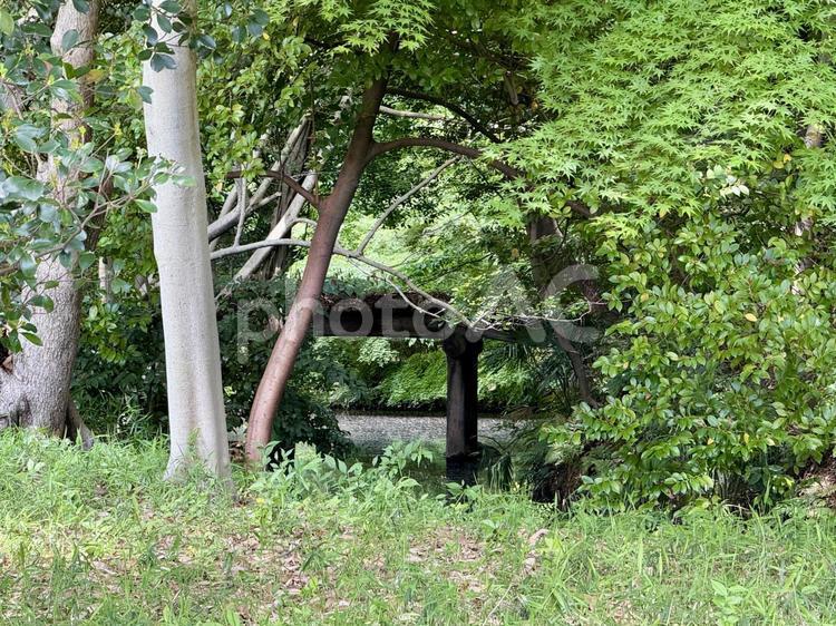 六義園で森林浴 山,木,六義園の写真素材