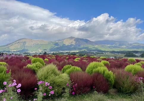 【熊本・阿蘇】秋の阿蘇五岳とコキア 阿蘇,熊本,阿蘇五岳の写真素材