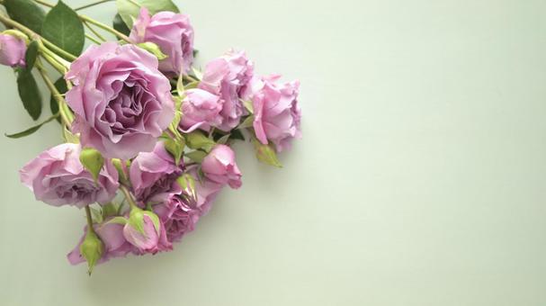 バラのブーケ (ミントグリーン背景) バラ,花,花束の写真素材