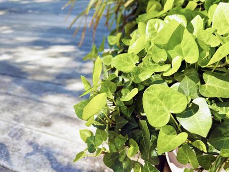 Green leaves basking in the sun on the edge of a wooden deck, JPG