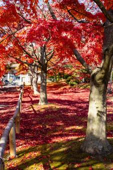 秋の香林寺⒀ 寺,香林寺,紅葉の写真素材