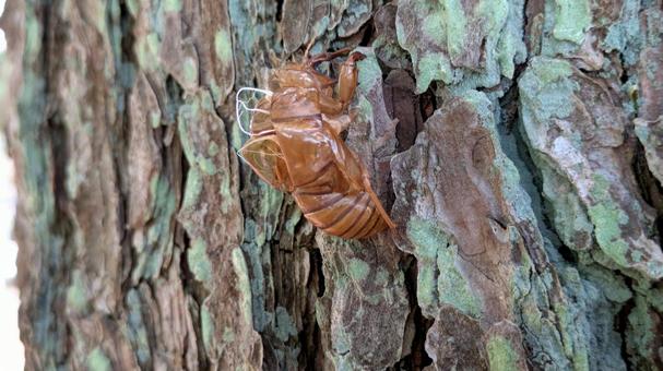 アブラゼミの抜け殻 アブラゼミの抜け殻 自然,木,晴天の写真素材