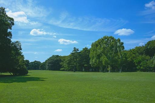 緑の公園 緑の公園 公園,緑,木の写真素材