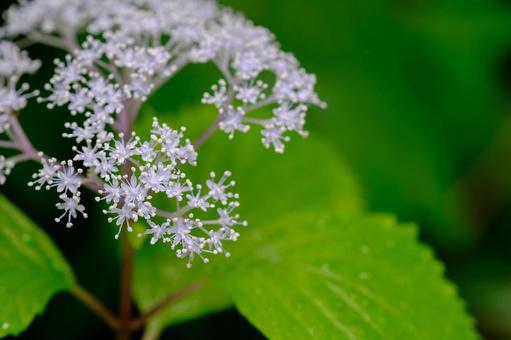 Photo, core dusk, small hydrangea, deciduous low wood, 