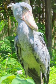 ハシビロコウ ハシビロコウ ハシビロコウ,鳥,立つの写真素材