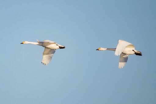 オオハクチョウ(133) 鳥,オオハクチョウ,ハクチョウの写真素材