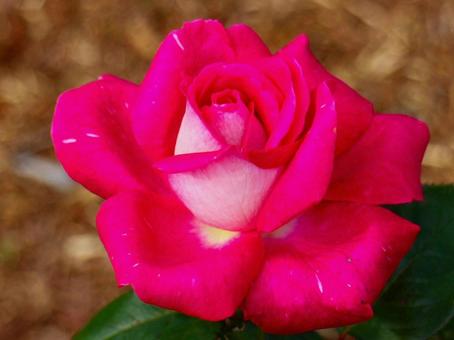 一輪のバラの写真