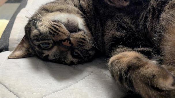 サバトラねこ ゴロン寝 サバトラねこ ゴロン寝 サバトラ,ねこ,熟睡の写真素材