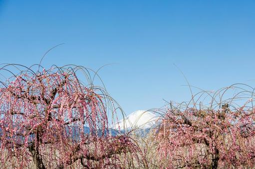 青空に映える満開の紅梅と冠雪した富士山 梅,迎春,梅の花の写真素材