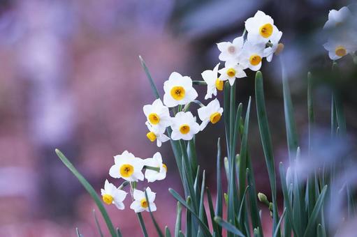 白い水仙の花 白い水仙の花 スイセン,花,水仙の写真素材