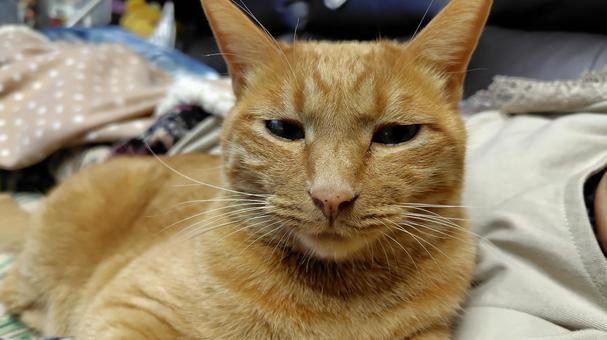 茶トラちゃん 猫,茶トラ,catの写真素材