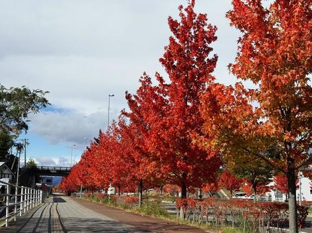 25_1105_秋の街路02 仙台,台原,秋の写真素材
