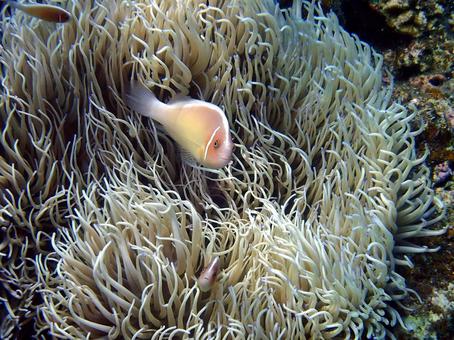 ハナビラクマノミ ハナビラクマノミ クマノミ,イソギンチャク,魚の写真素材