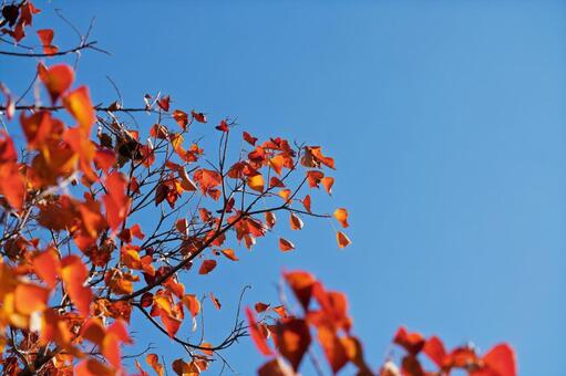 紅葉 紅葉,葉,木の葉の写真素材