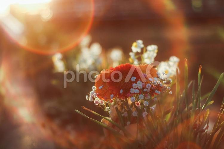 夕暮れ オールドレンズ,花,花束の写真素材