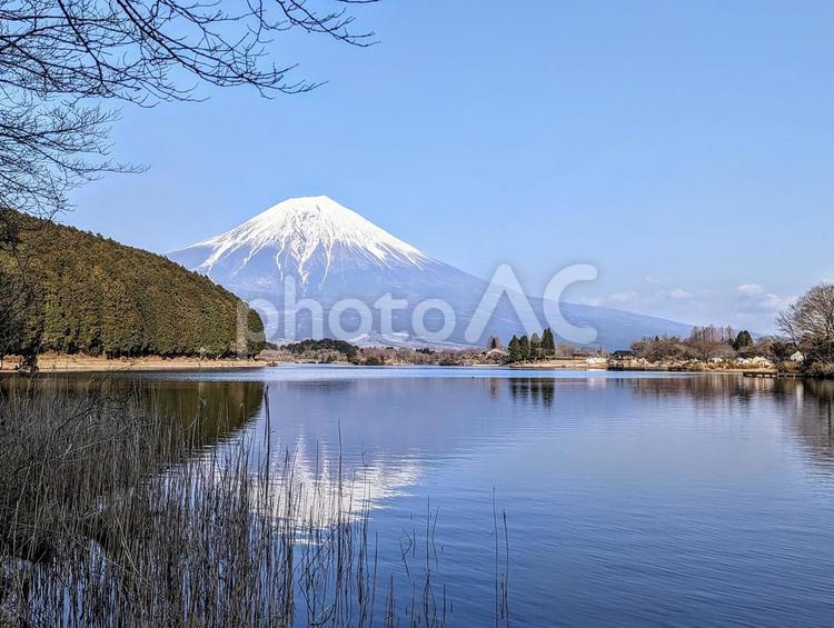 田貫湖に映る朝の富士山 富士山,湖,朝の写真素材