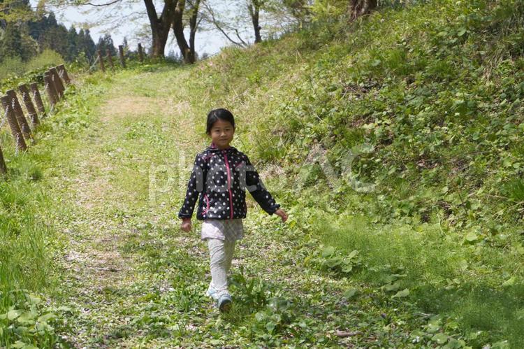 桜の散った山道を歩く女の子19 桜,桜の木,花びらの写真素材