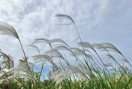 秋のススキ 秋のススキ ススキ,すすき,振袖草の写真素材